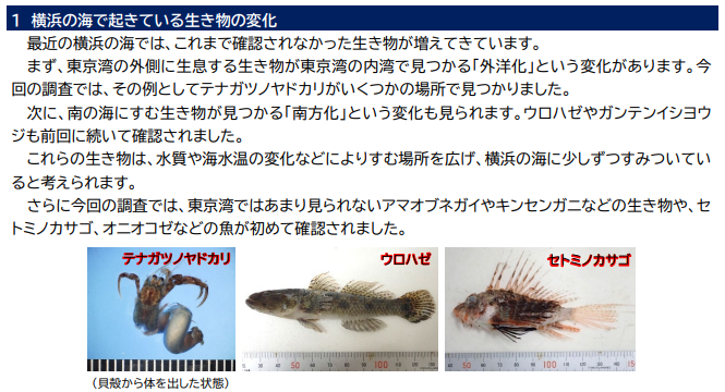 横浜の海で進む&ldquo;生き物の変化&rdquo;が見えてきました